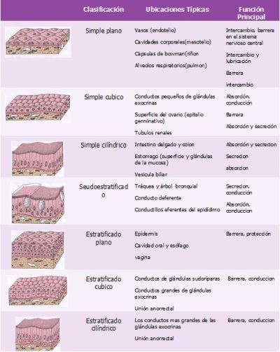 Resultado de imagen para tejido epitelial clasificacion
